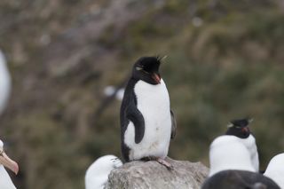 Southern Rockhopper Penguin 