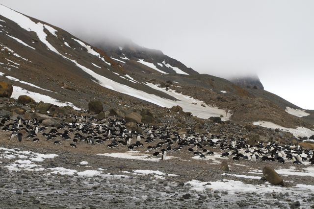 Gentoo Penguins, Brown Bluff, Antarctica
