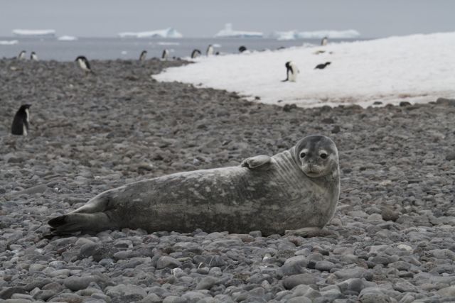 Fur Seal on Paulet Island 